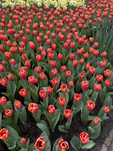 Tulipes