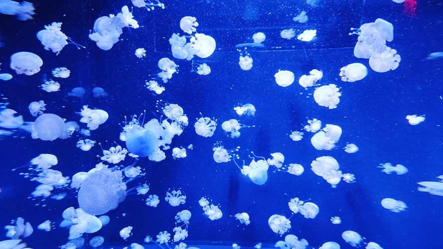 Québec aquarium (1)