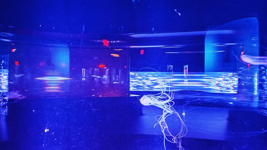 Québec aquarium (2)