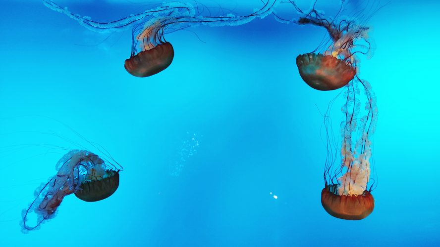 Québec aquarium (4)