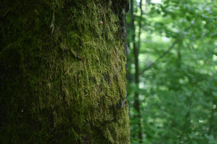 Randonnée Oberhaslach sentier des géants sculptures vosges forêt (21)