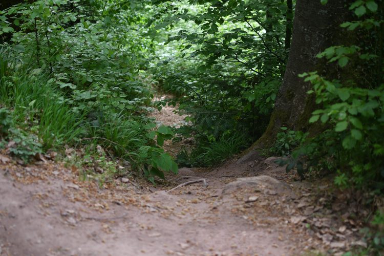 Randonnée Oberhaslach sentier des géants sculptures vosges forêt (26)