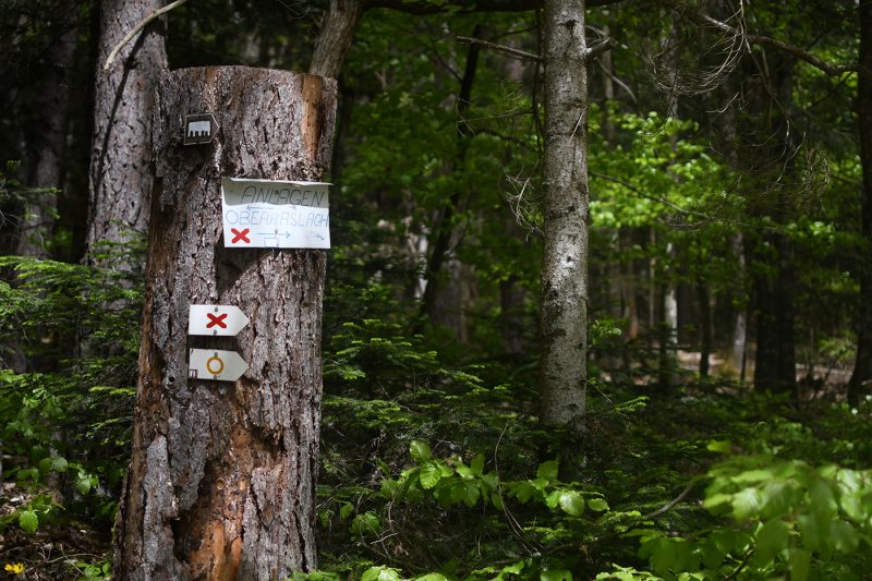 Randonnée Oberhaslach sentier des géants sculptures vosges forêt (57)