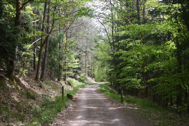 Randonnée Oberhaslach sentier des géants sculptures vosges forêt (58)
