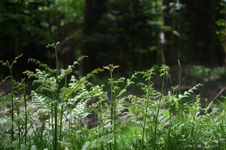 Randonnée Oberhaslach sentier des géants sculptures vosges forêt (6)
