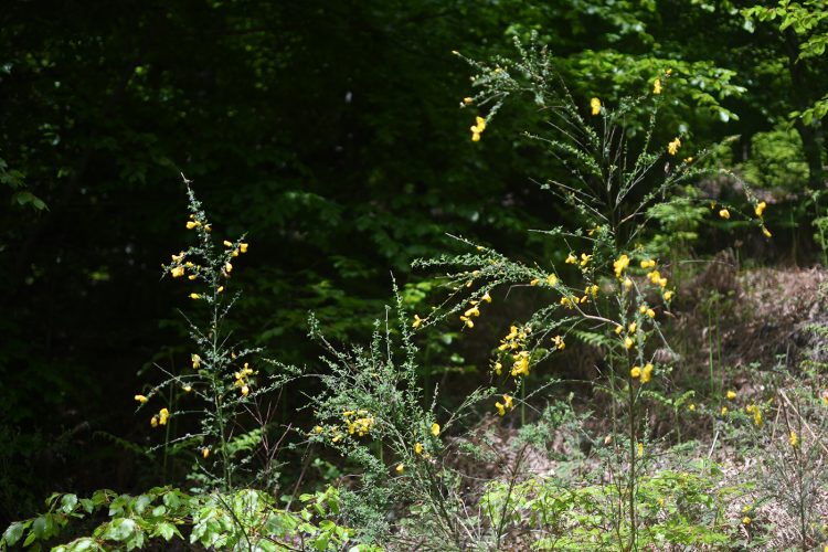 Randonnée Oberhaslach sentier des géants sculptures vosges forêt (7)