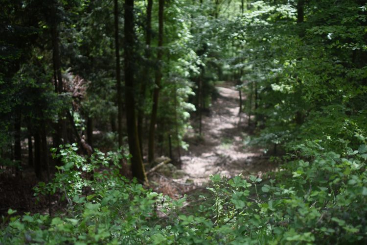 Randonnée Oberhaslach sentier des géants sculptures vosges forêt (8)