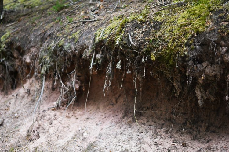 Randonnée Oberhaslach sentier des géants sculptures vosges forêt (9)