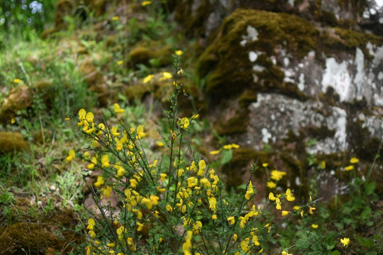 Randonnée Oberhaslach sentier des géants sculptures vosges forêt ruines château de hohenbourg (53)