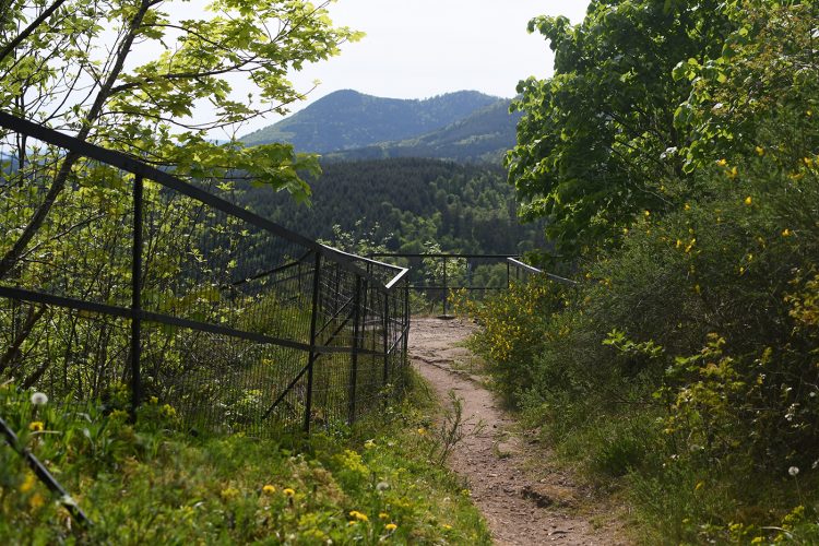 Randonnée Oberhaslach sentier des géants sculptures vosges forêt ruines château de hohenbourg (56)
