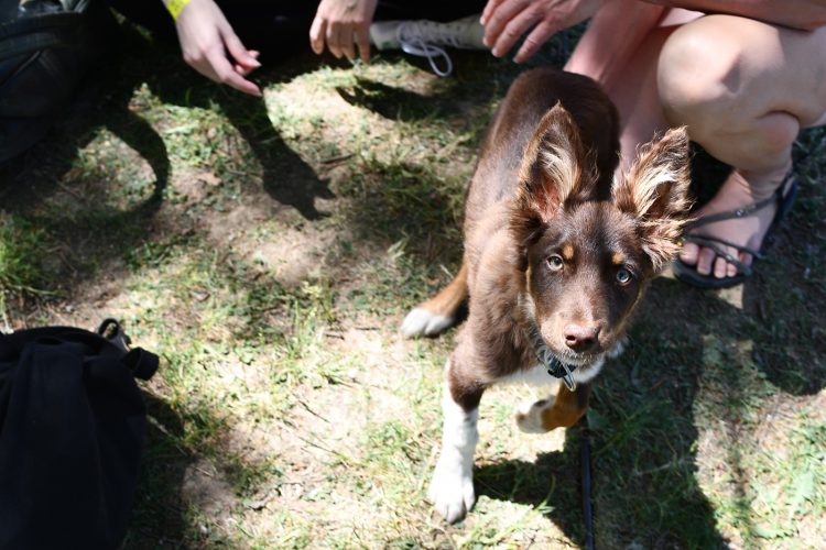 NL Conteest Mateana Haidara (1) chien