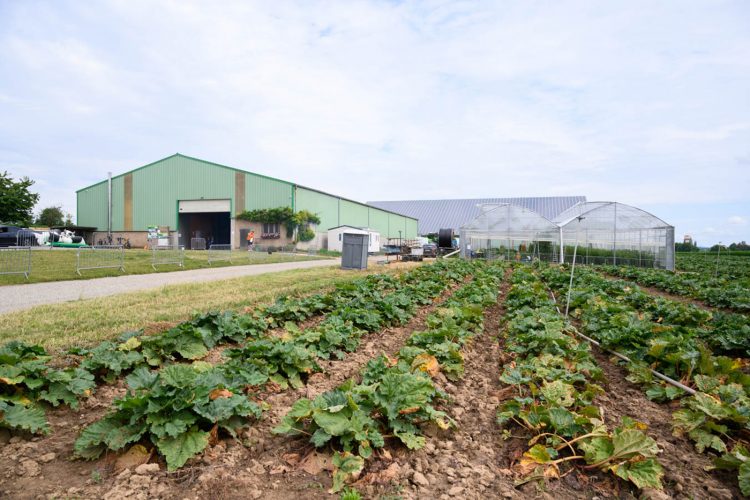 Rendez-vous de l&rsquo;alimentation (4) ferme