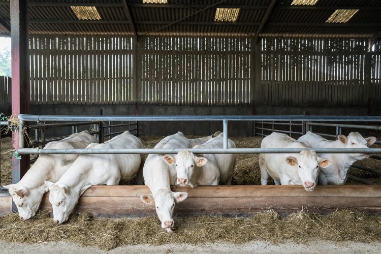 Rendez-vous de l&rsquo;alimentation (7) ferme vaches