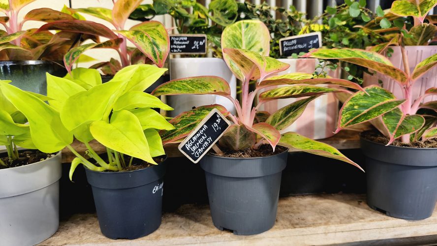 Studio Plante (11)