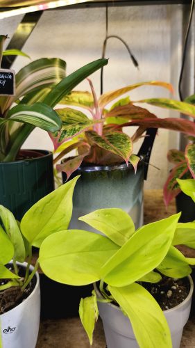 Studio Plante (12)