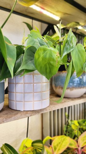 Studio Plante (13)