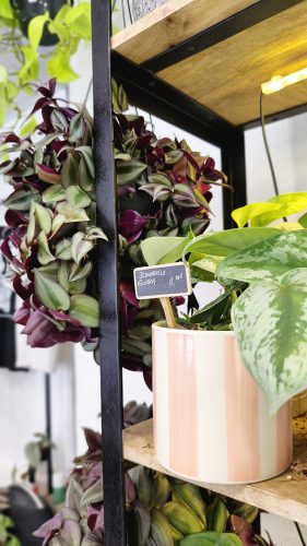 Studio Plante (14)