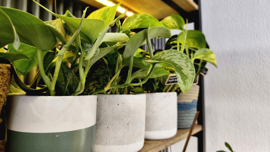 Studio Plante (15)