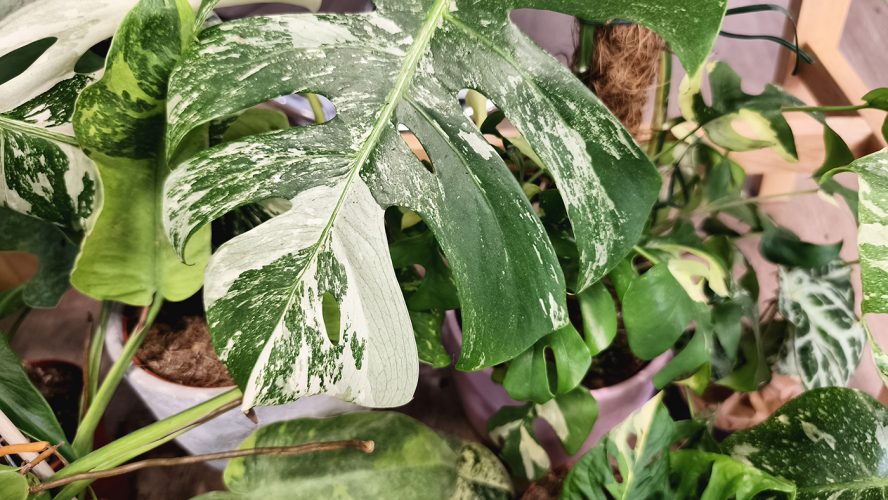 Studio Plante (17)