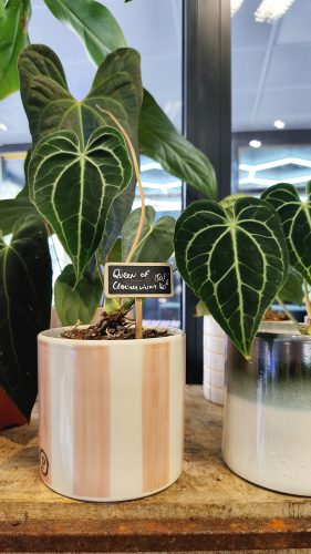 Studio Plante (19)