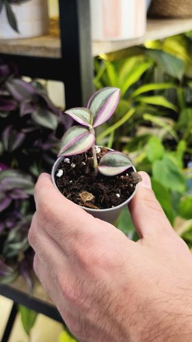 Studio Plante (22)