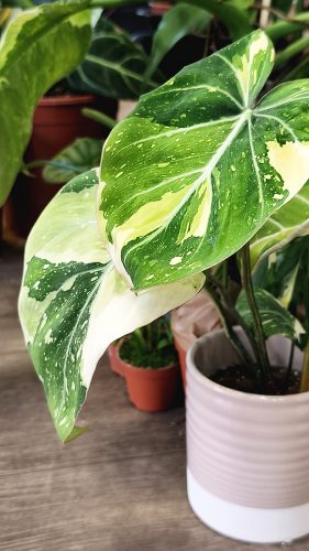 Studio Plante (23)