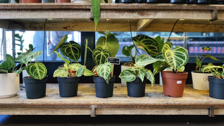 Studio Plante (24)