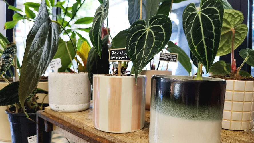 Studio Plante (26)