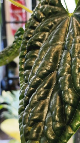 Studio Plante (27)