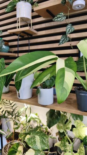 Studio Plante (29)