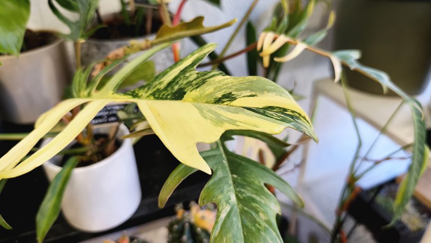 Studio Plante (3)