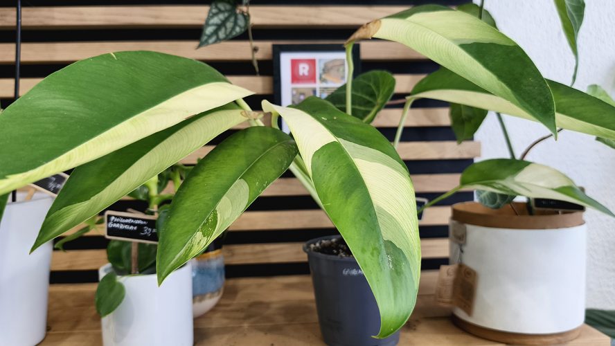 Studio Plante (30)