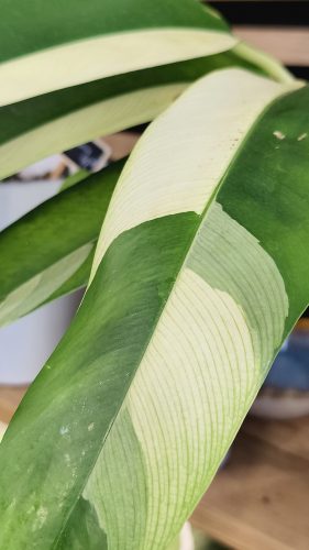 Studio Plante (31)