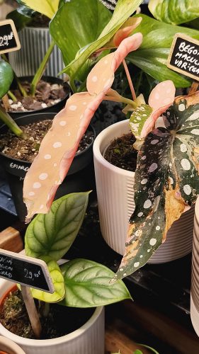 Studio Plante (32)
