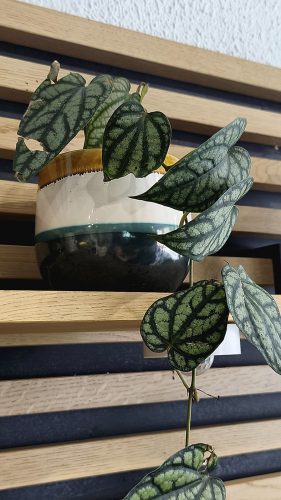 Studio Plante (34)