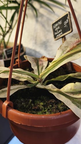 Studio Plante (35)