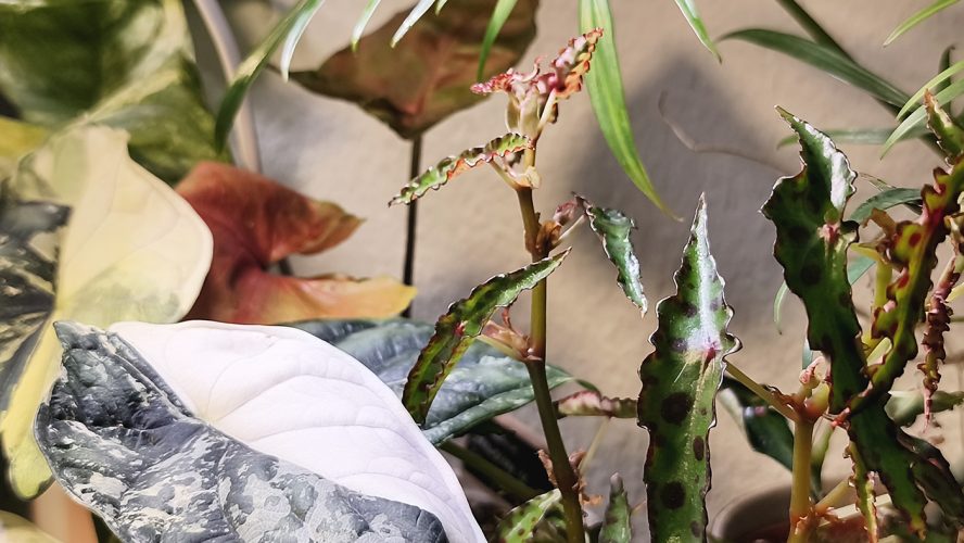 Studio Plante (37)
