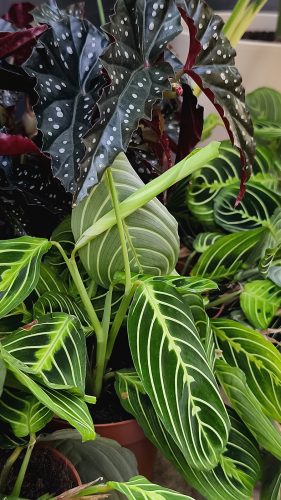 Studio Plante (39)