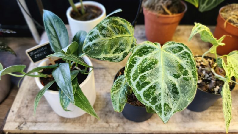 Studio Plante (42)