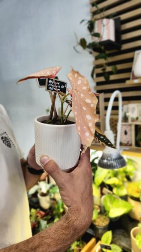 Studio Plante (5)