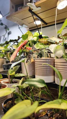 Studio Plante (7)
