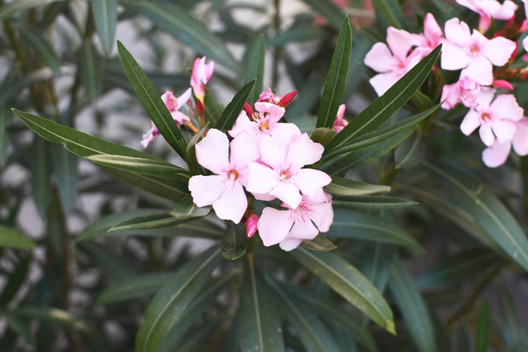 Cours planquées secrètes (3) fleurs