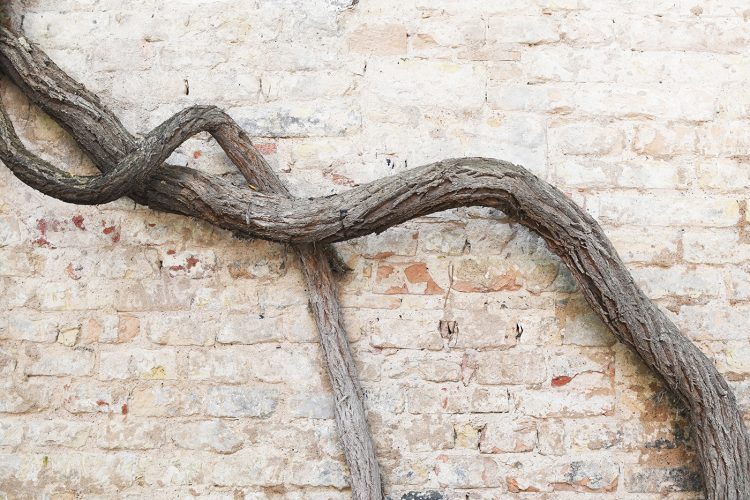 Cours planquées secrètes (32) vigne
