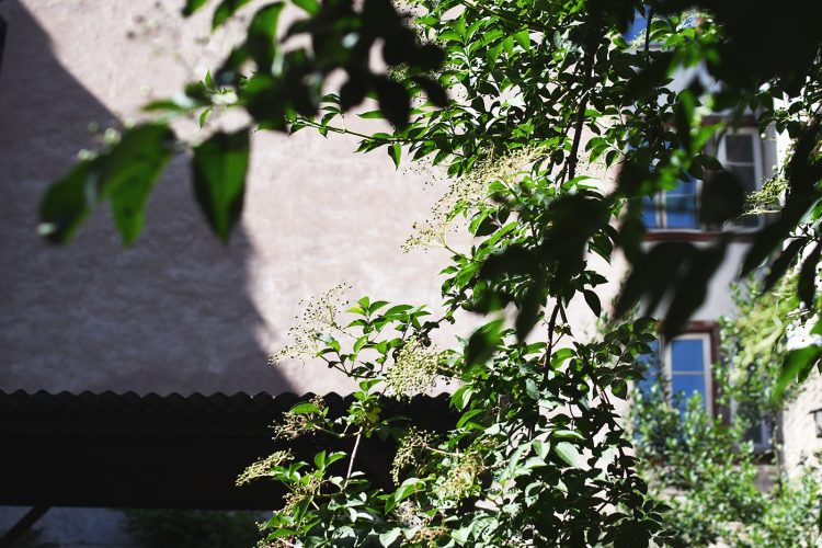 Cours planquées secrètes (6) arbre