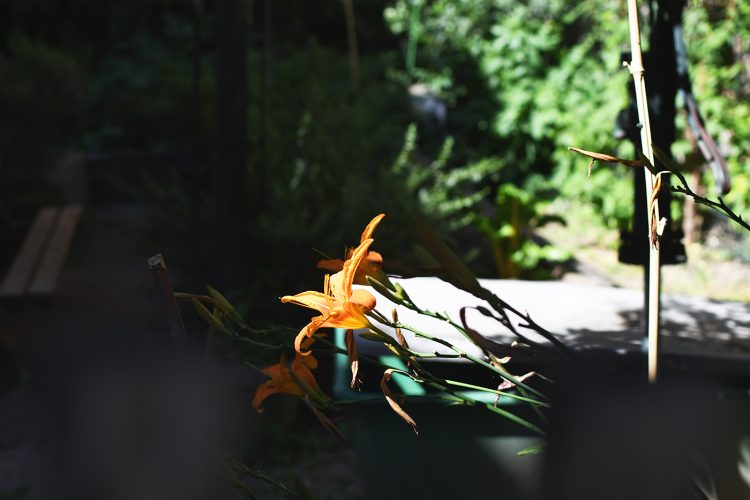 Cours planquées secrètes (7) fleur