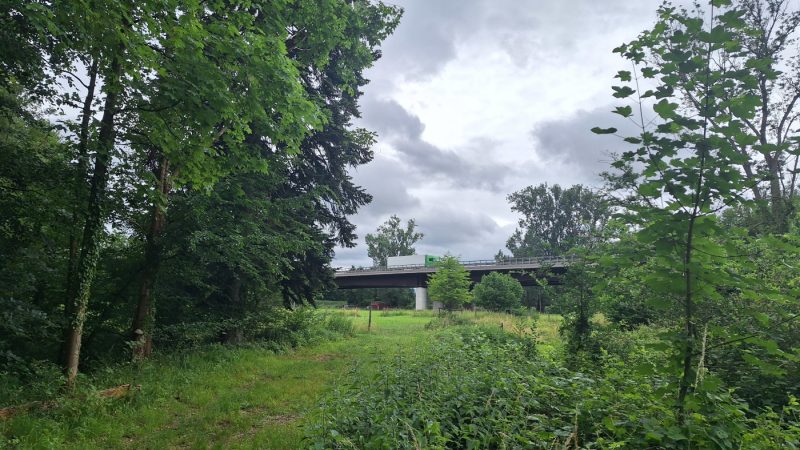 GCO_Forêt_Kolbsheim