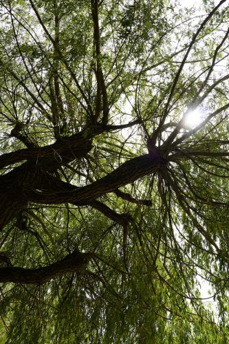saverne arbre