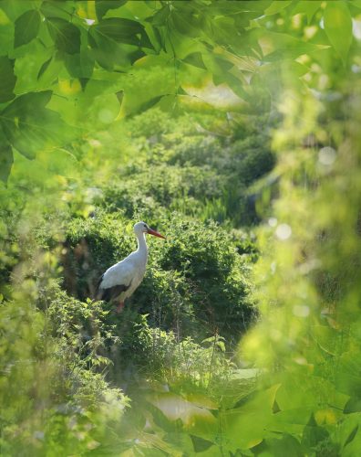 Naturoparc