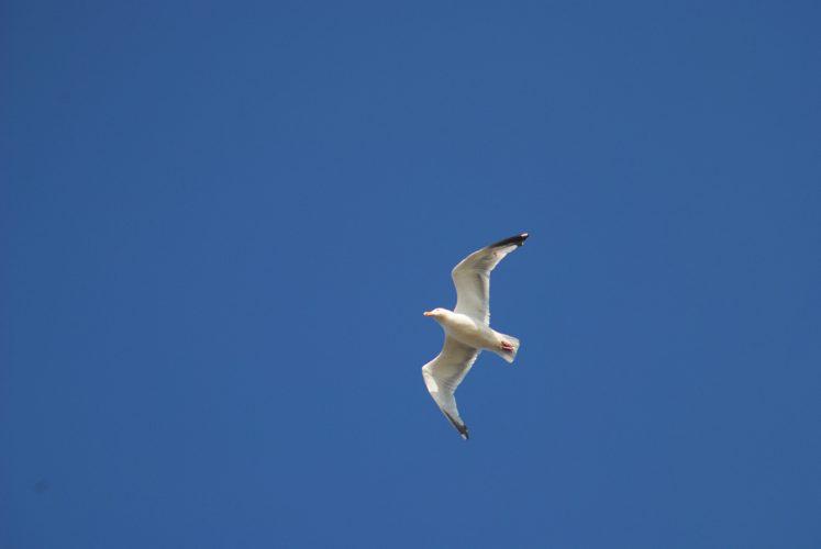 Mouette