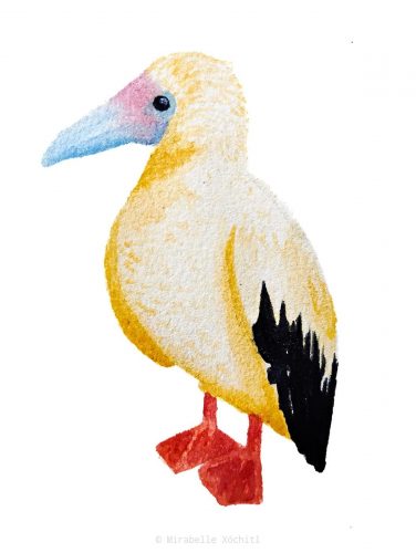 Mirabelle Xóchitl artiste illustration (4) é